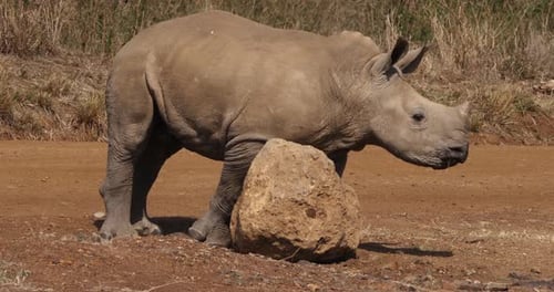 Weißes Nashorn, Ceratotherium Simum, Kalbskratzen auf Stein, Nairobi Park in Kenia, Echtzeit 4K