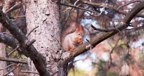 Squirrel Eating on a Tree Branch