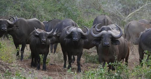 African Buffalo, syncerus caffer, Herd standing in Savannah, Tsavo Park in Kenya, Real Time 4K