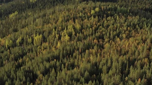 Aerial View of Dense Forested Wilderness