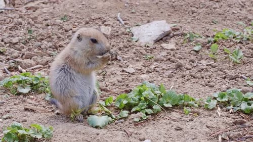 Prairie Dog Eating Greens in Natural Setting