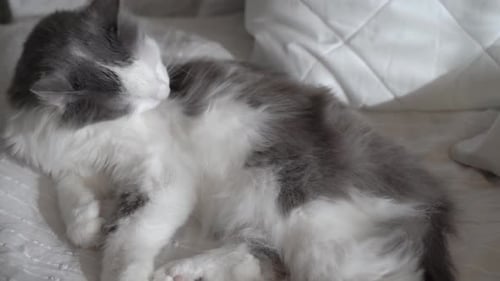 Gray and White Cat Grooming on White Bed