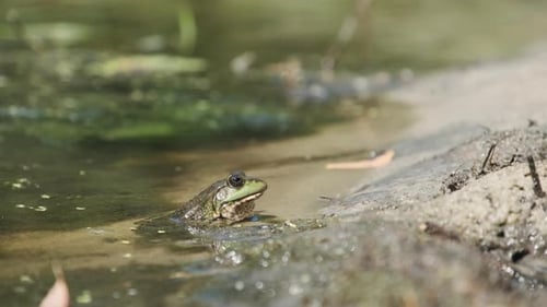 Green Frog sitzt am Flussufer auf Sand im Wasser. Porträt von Toad in Marsh