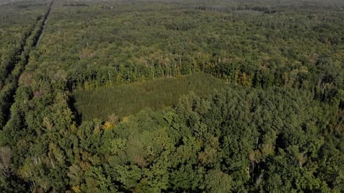 Cutting Down Trees in Forest