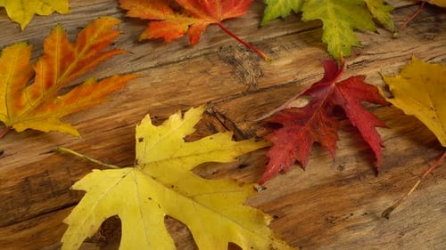 Colorful Autumn Leaves on Wooden Surface