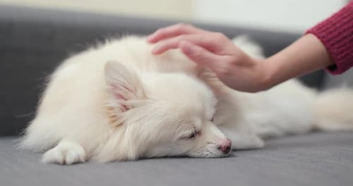 Hand Gently Petting a White Dog on Couch