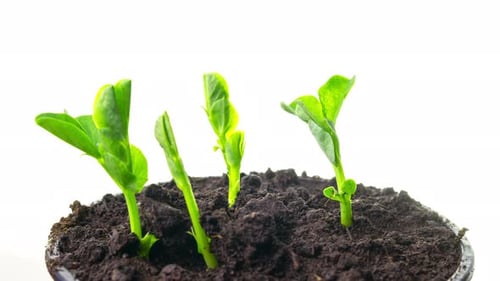 Growing Pea Sprouts