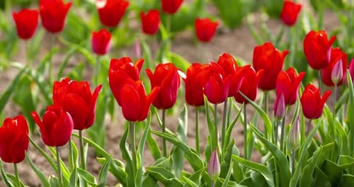 Tulips on Agruiculture Field Holland