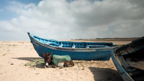Tifnit Donkey04