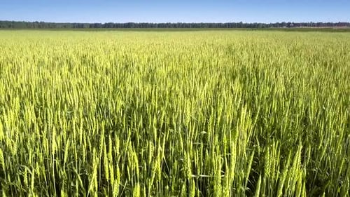Green and Yellow Wheat Moves Slowly Under Gentle Wind