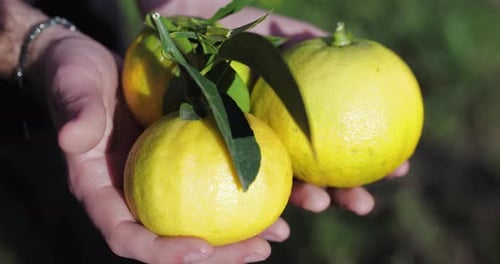 Fruit de bergamote dans la région de Calabre, Italie