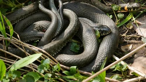 serpent