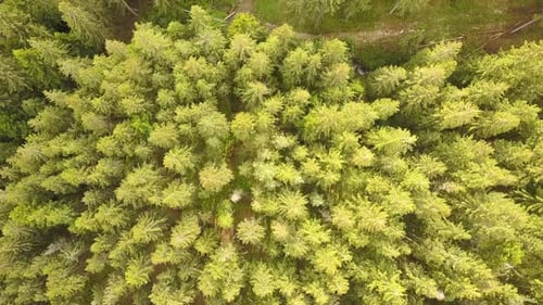 Aerial view of green pine forest with canopies of spruce trees in summer mountains