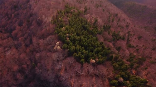 Aerial Shot