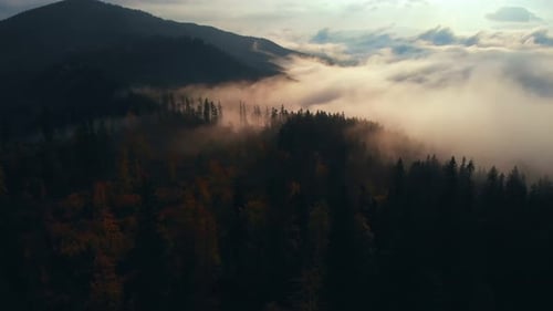 Luftbild: Erstaunlicher dichter Morgennebel, der Berge, Gewürze und Fichtenwälder bedeckt.