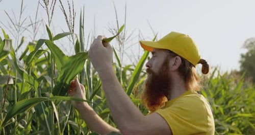 A Farmer in a Corn Field
