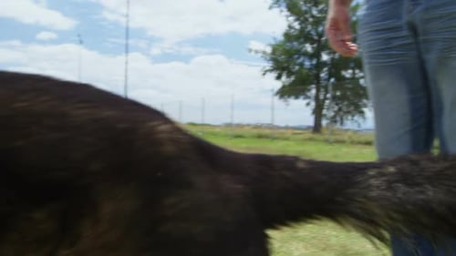 Trainer training a shepherd dog in the field