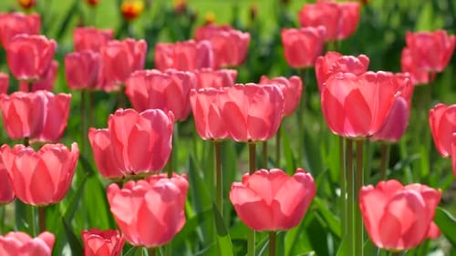 Vibrant Red Tulips Blooming in a Spring Garden