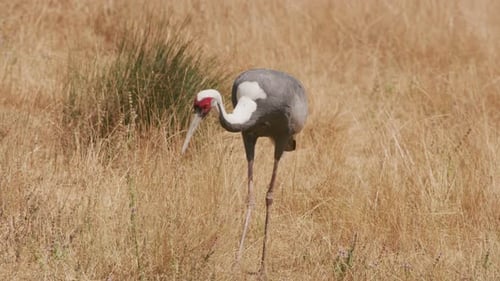 White Naped Crane at wildlife park