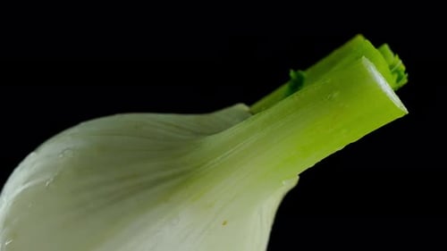 Young Fennel Root with Cut Stems and Water Drops on Black
