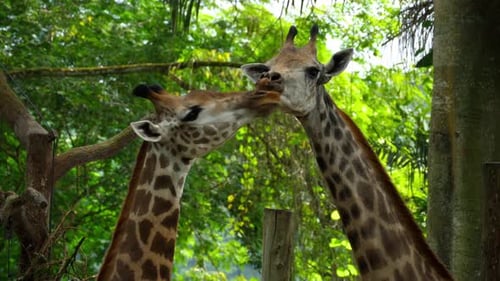 Two Giraffes in Savannah