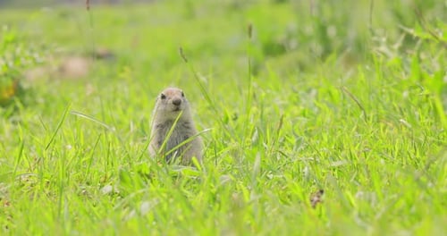 Bergkaukasisches Grundeichhörnchen oder Elbrus Erdhörnchen Spermophilus Musicus