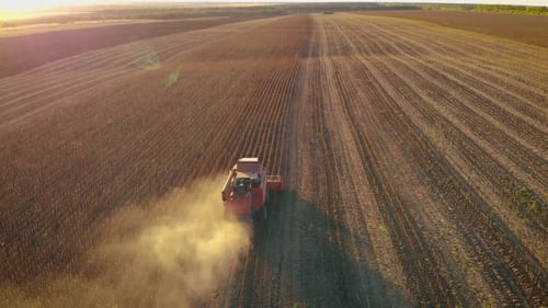 Aerial View Combine Harvesting on Sunflower Field. Mechanized Harvesting Sunflower. Large Field of