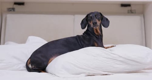 Relaxing Dachshund Dog Lying on Bed Pillow