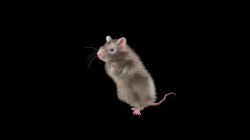 Realistic Brown Rat Waving Animation