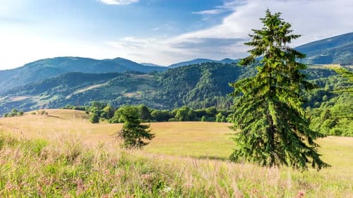 Wonderful Forest and Grassy Meadow at Sunset
