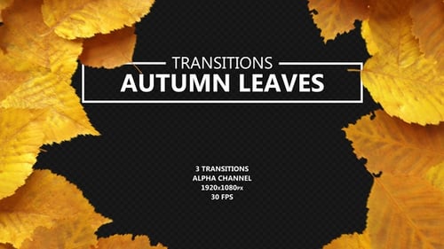 Autumn Leaves Seasonal Transitions