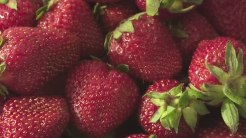 Close Up of Fresh Red Strawberries