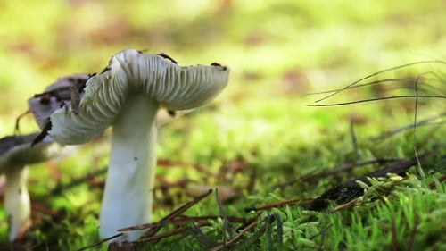 Mushrooms Growing Wild on Mossy Forest Floor