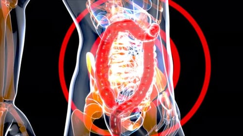 Human Intestine Anatomy with Pain Highlight 3D Animation