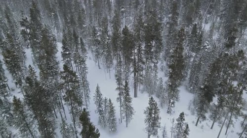 Snowfall in Winter Forest with the Panorama Mountains