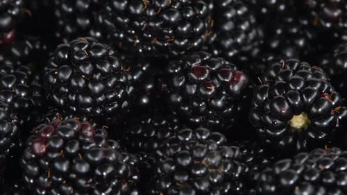Heap of Ripe, Fresh and Glossy Blackberries
