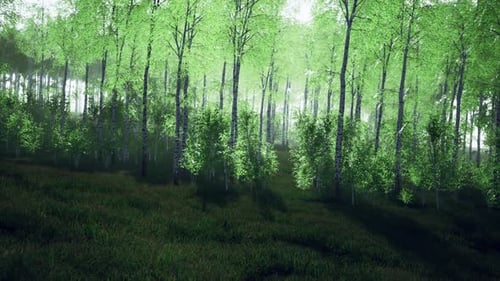 Birch Grove By a Sunny Day