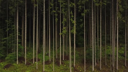 Nature aerial shot, flying over pine tree forest in Carpates, Ukraine. Tree trunks