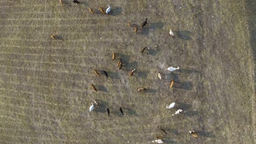 herd of cattle on hill farm grazing dry grass, aerial top down