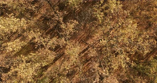 Aerial View. Golden Autumn. Forest Landscape with Yellow Trees From Above.