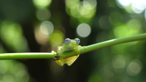 Glass Frog in its Natural Habitat in the Caribbean Forest