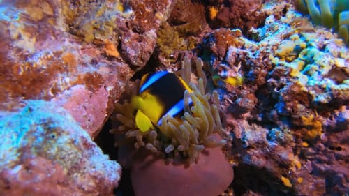 The Clownfish