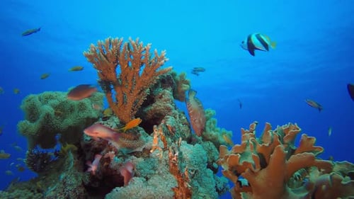 Vibrant Coral Reef with Tropical Fish