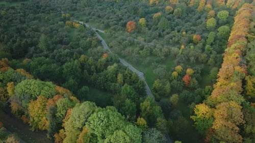 Flight over the autumn park. Trees with yellow autumn leaves are visible. Aerial photography.