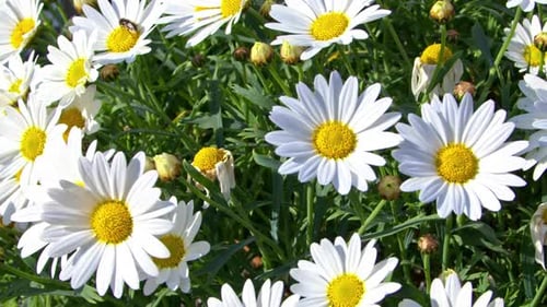 Season Of Marguerite Daisy Flowers Close Up