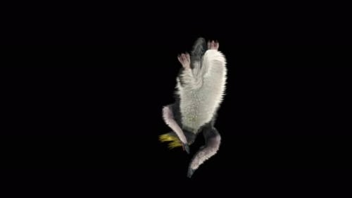 Penguin Dancing 4K