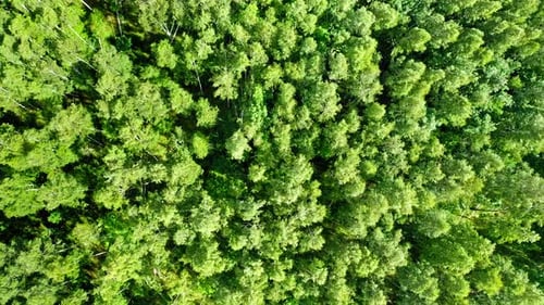 Schwankende Bäume im Wind. Luftaufnahme der Tierwelt in Polen.