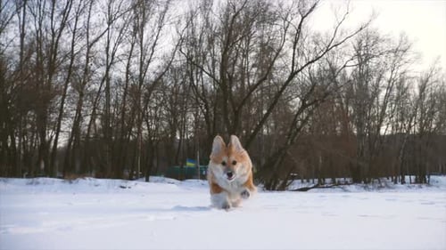 Kleiner lustiger Corgi Fluffy Welpe geht am Wintertag 4 im Freien spazieren
