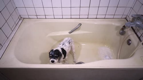 Small Dog Standing Wet in a White Bathtub