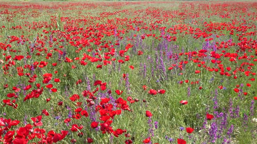 Feld Wilder Mohnblumen